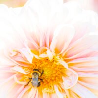 Biene bestäubt eine Dahlie