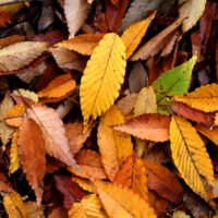 Blätter auf dem Boden