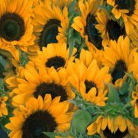 Sonnenblumen