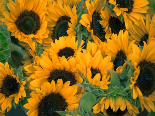 Ein Strauß Sonnenblumen