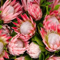 Protea