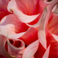 Nahaufnahme rosa Blume