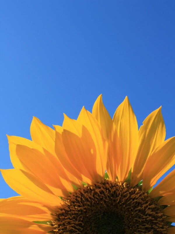 Sonnenblume