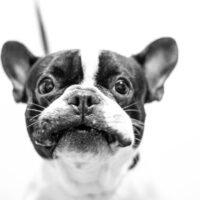 Bulldog puppy, Leinwanddruck und Poster / canvas print and poster