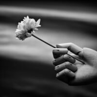 Chrysanthemum in mannequin hand, Leinwanddruck und Poster / canvas print and poster