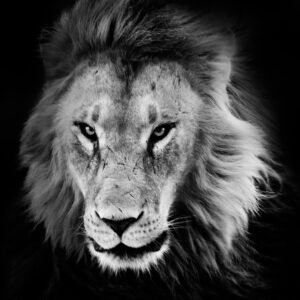 Lion, Leinwanddruck und Poster / canvas print and poster