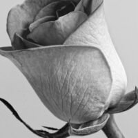 Rose B&W, Leinwanddruck und Poster / canvas print and poster