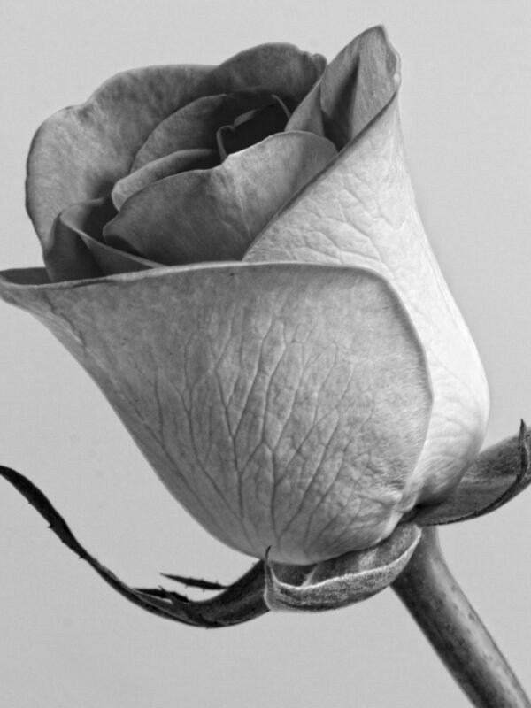 Rose B&W, Leinwanddruck und Poster / canvas print and poster
