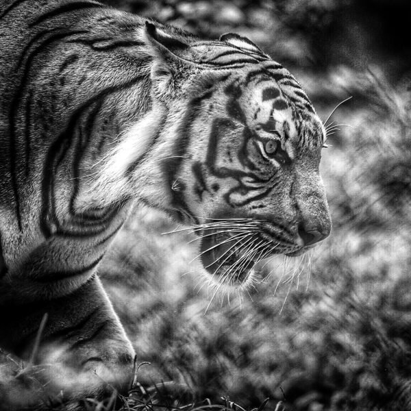 Tiger, Leinwanddruck und Poster / canvas print and poster
